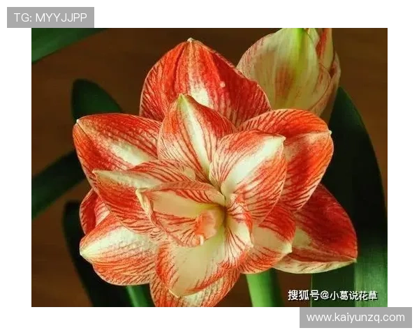 开运app手机版让你随时随地掌握最新的运势信息，提升生活的幸福指数